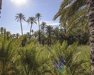 El Palmeral